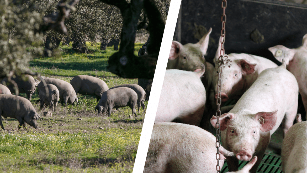 ganaderia ecologica extensiva diferencias intensiva