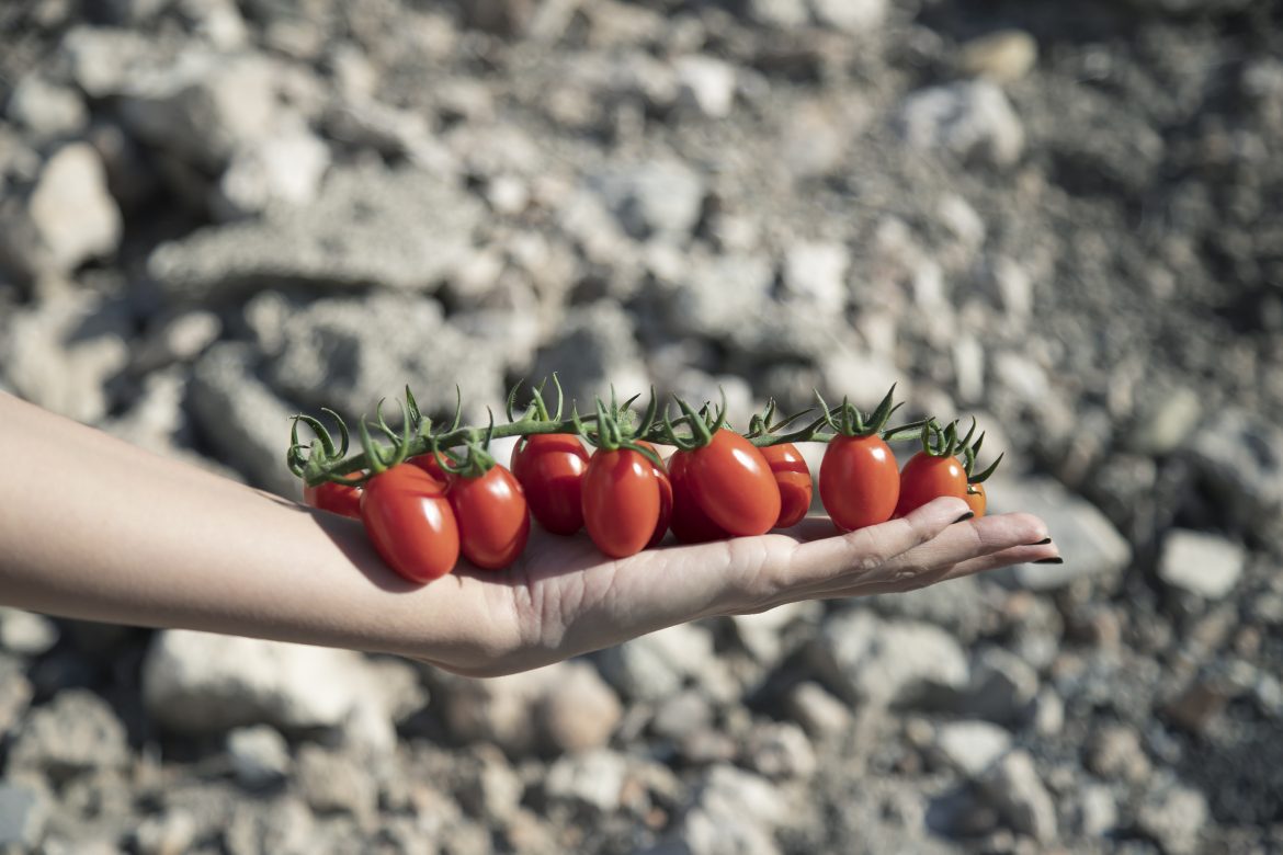 Karamel-Rome-Keops-Agro- ecológico